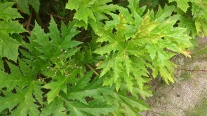 Tromsøpalme på lekeplassen?